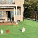 댕댕벅스 이미지