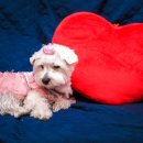 현대동물의료센터 이미지