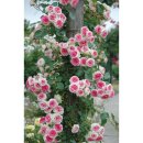 큰에덴농장 이미지