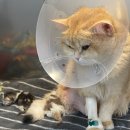 강아지·고양이 임신과 출산, 재왕절개까지