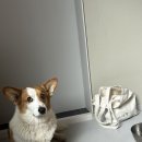 소식다료 이미지