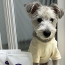 JMT 개밥집 | 강아지 수제간식 | 반려동물 동결건조 간식_JMT개밥집 토끼귀 / 개구리