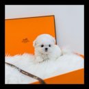 유앤미펫 강아지분양 고양이분양 위례점 이미지