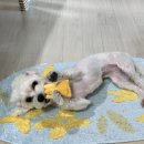 보밸롱 이미지