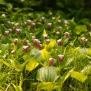 복주머니 이미지