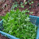 새순농장 이미지