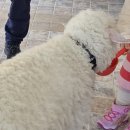 월드목장 | 홍천 하양목장 ｜스노위랜드 갔다가 5살 아이랑