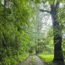 산자락 | 운전연습하면서 들러본 카페인데 성공적!! 제천 숲속 동화 같은 카페 '산자락' 다녀온 후기 - 맹꽁쀼