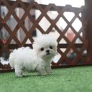 민들레장 | 다산강아지분양, 내게 힘이 되는 말티즈