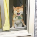 네모강아지 이미지