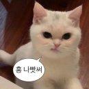 밈