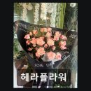 헤라 | [대전 꽃집] 헤라플라워 24시간 꽃 구매 가능