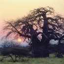 바오밥나무 이미지