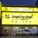 엔젤독스애견 이미지