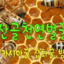 백두대간벌꿀 이미지
