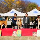 서울애견 이미지