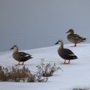 동부반점 이미지