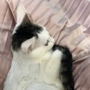 Hi,댕댕 네이버블로그