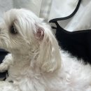 김채안퍼피살롱 이미지