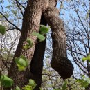 기룡산 등산로4 | 기룡지맥 1구간,기룡지맥 분기점(보현산) -갈미봉-외미기재-기룡산-시루봉-매곡재=매곡마을 주차장 하산,