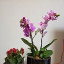 궁들2농장 | Life &amp; Farm 26.04 | ③ 종로 꽃시장 방문기｜텃밭 모종과 봄꽃 쇼핑 기록