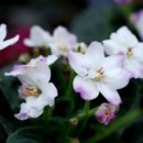 세인트폴리아 이미지