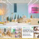 폴짝그루밍 | 블루골드브리티쉬숏헤어 둘이서 같이해요