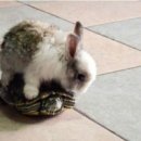 별주부전 이미지