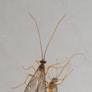 별자루