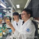 마이크로알지에스크어스 이미지