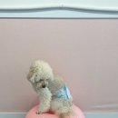 퍼피트리 애견유치원&호텔 이미지