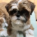 멍텔스컴바인 이미지