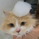 강남 고양이 호텔 미용 츄캣 | 강남고양이미용 블랙스완🐾 프리미엄 힐링스파로 피모까지 반짝이는 케어