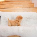 야옹아 멍멍해봐 강아지고양이 평택점 이미지