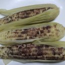 쌍둥이 농원 이미지