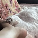 (주)영일기업 | 7월 마지막주 일상 / 임신 18주차 / 18주 배크기 / 임산부 불면증 / 임산부 감기 / 임산부 영양제...