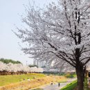 덕송천 | [후기정리#9]벚꽃 놀이 구경 남양주 별내동 덕송천6교 별내별가람역