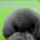 도로시 퍼피 이미지