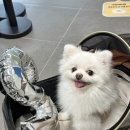 별해별감자탕 | 포뇨 일기 7 ෆ 임신 12주 안정기 드디어 임밍아웃 장꾸맘님의 성별 각도법 별해별 감자탕 후기