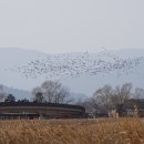 순천만풍경 이미지