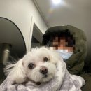 복터진 강아지 이미지