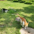 아니타 홈 네이버블로그