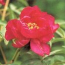 모란모란 이미지