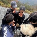 알프스애견 | 울산 영남알프스 간월재 애견동반 등산 후기 / 최단거리 코스 6km