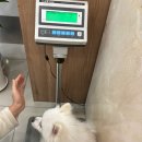 탑벳 동물병원 이미지