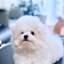 도그미 | 대전애견미용 잘하는곳 도그하우스. 5개월 비숑 첫 배넷미용 후기