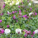 용담농장 이미지