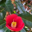 동백민박 이미지