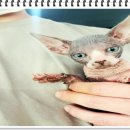 부천강아지분양고양이분양24시데려가개