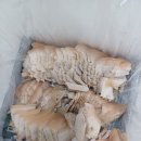 1급다이렉트정비(주) | 기장시장 돼지수육맛집 수육주문 개업식수육 전문 선진포크 토종식육점 송정1급다이렉트정비(주)